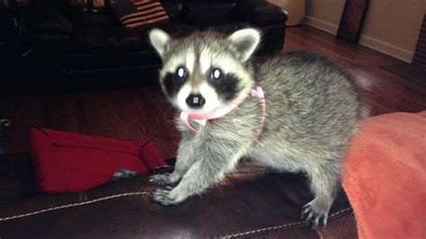 Joey – Female. $ 400.00 $ 200.00. View Pet. Buy healthy and well-trained raccoons (raccoons for sale), you never have to be alone, buy a raccoon companion to always keep you company. . 