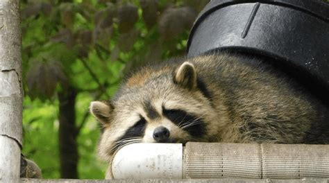 Raccoons are highly adaptable creatures 