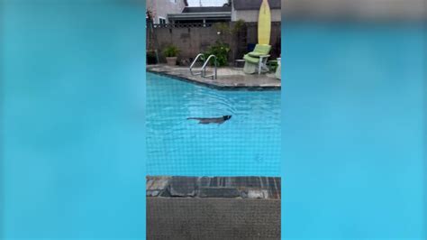 Raccoons throw 'pool party' in Huntington Beach