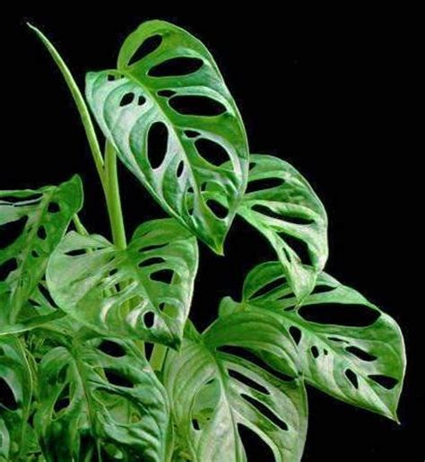 🍑 (SEX) Rachelmonstera Leaks