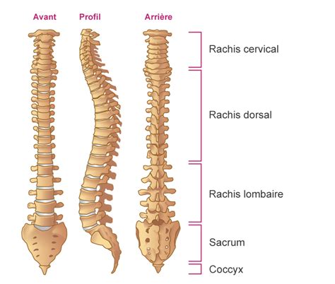 Rachis definition of rachis by Medical dictionary