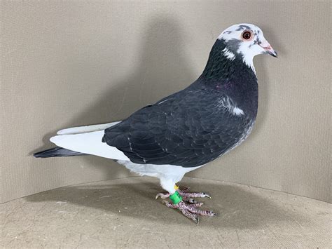 The most exclusive auction house for racing pigeons worl