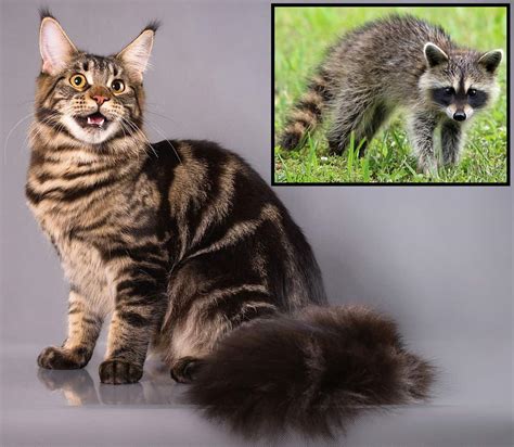 Racoon cat hybrid. Can there by a raccoon-cat hybrid? Are the Maine Coon cats descendants of raccoons? These are the questions that have been on theorists’ minds since the 1800’s. In this article, we will be combing through all the possible arguments for whether or not cats and raccoons can mate/breed. Can Cats Mate with Raccoons? 