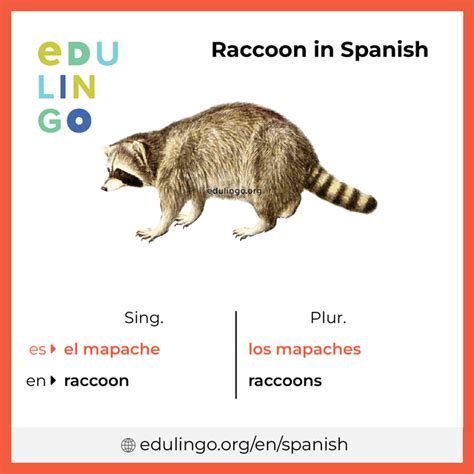 Racoon in spanish slang. MAPACHE translations: raccoon, raccoon, racoon. Learn more in the Cambridge Spanish-English Dictionary. 