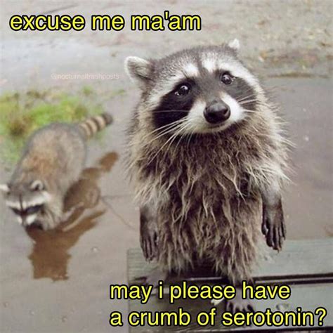 Racoon memes. Jan 20, 2023 - Explore Marisela Perez's board "Racoon memes" on Pinterest. See more ideas about racoon, trash panda, raccoon funny. 