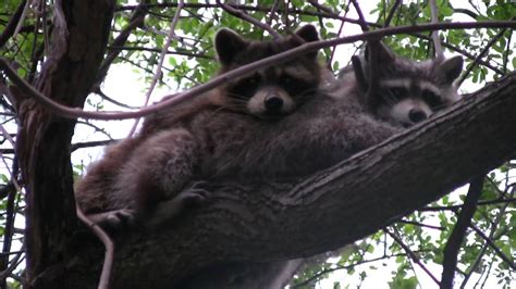 Racoon porn. Things To Know About Racoon porn. 