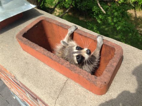 Racoon removal. 1-855-633-6260. Rentokil offers raccoon removal services that are both effective and humane. Raccoons in the U.S. can be major nuisances to businesses for a variety of reasons. Most importantly, raccoons are carriers of parasites such as fleas and ticks as well as several highly infectious and dangerous diseases. 
