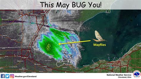 Radar shows swarms of mayflies over Lake Erie - WFMJ.com