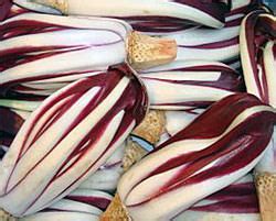 Radicchio - Hobby Farms