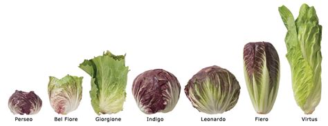Radicchio relative crossword. Find the latest crossword clues from New York Times Crosswords, LA Times Crosswords and many more. Enter Given Clue. Number of Letters ... Radicchio relative 3% 4 LEEK: Onion relative 3% 5 NIECE: Female relative 3% 5 LARCH: Pine relative 3% 4 ... 