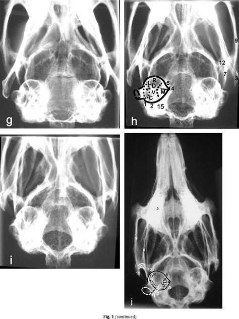 Radiographic anatomy of the rabbit skull, with particular reference …