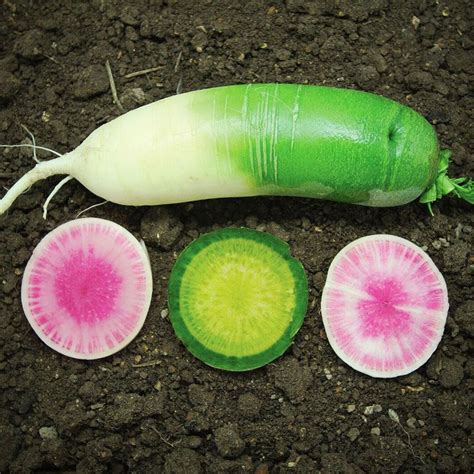 Radish: Chinese Red Meat Deer - Plant Guide