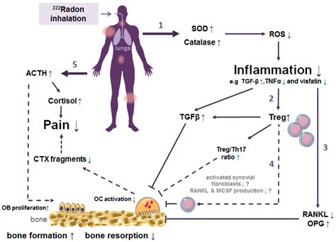 Radon Exposure-Therapeutic Effect and Cancer Risk - PubMed