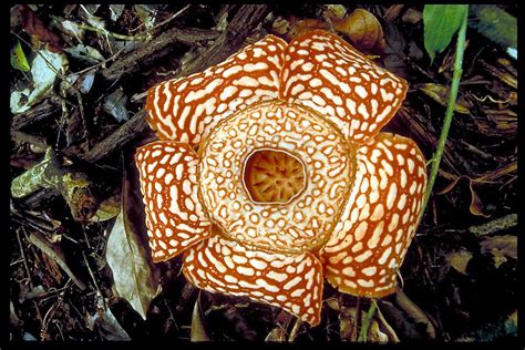 Rafflesia R.Br. ex Gray Plants of the World Online Kew Science