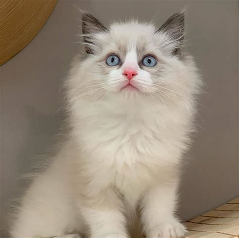 Ragamuffin kittens, Ragamuffin kittens for sale