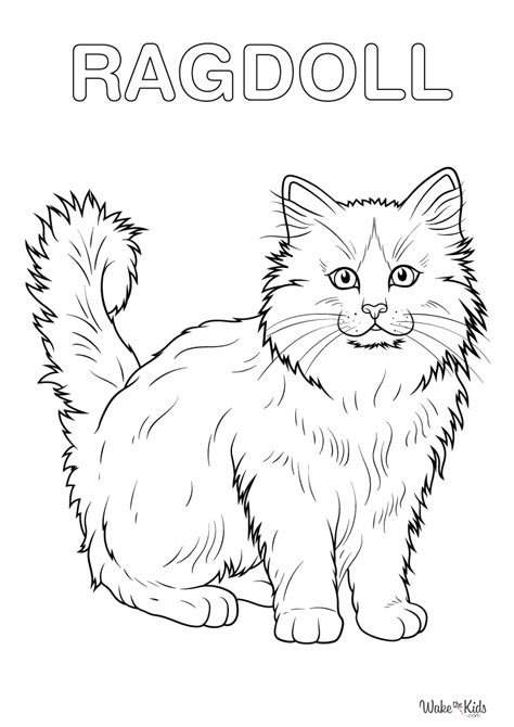 Ragdoll Coloring