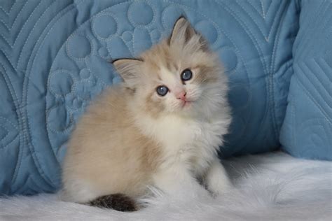Specialties: We breed quality Ragdoll cats. We breed