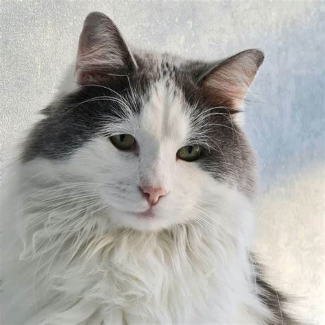 Feb 3, 2024 · Read on to learn about the extraordinary world of Maine Coon, and Ragdoll mix cats, exploring their history, physical characteristics, personality traits, and more. …