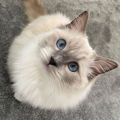 If you are intetrested in rehoming one of their cats, or if you have a Ragdoll you need to rehome, please contact them. Email: tbrccrehome@gmail.com. Website: www.tbrcc.co.uk. Pedigree Cat Rescue and Rehoming Centres. Pedigree Cats for adoption at cat breeds rehoming organisations across the UK. Persian, Siamese, Bengal, Burmese, Ragdoll and ...