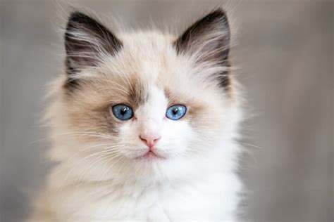 Ragdoll cats the ragdoll cat owners manual ragdoll cat care personality grooming health training costs. - Teo va de vacaciones/teo goes on vacation.