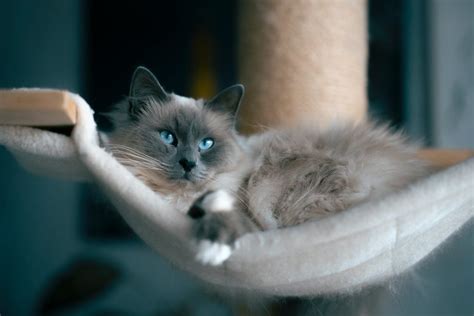 Ragdoll innekatt