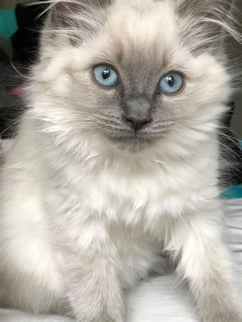Ragdoll kittens for adoption. catire. The beautiful furry looking for a home where they can pamper him and feed him. It was abandoned on the street, so it has deteriorated a lot and requires care. More … 