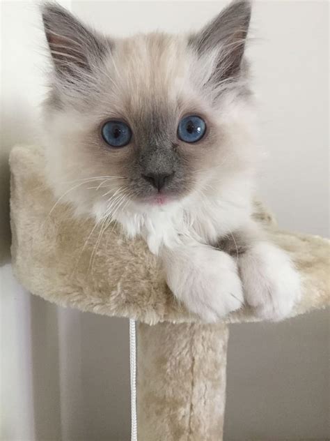 Welcome to Whiskers Ranch, a breeder of exceptional Ragdoll kittens. The Ragdoll is a well-balanced cat with no extreme features. They are a medium to large, moderately longhaired, blue-eyed pointed cats. The point markings may be covered by a range of white overlay patterns. Ragdolls are slow maturing, reaching full coat and color at about ...