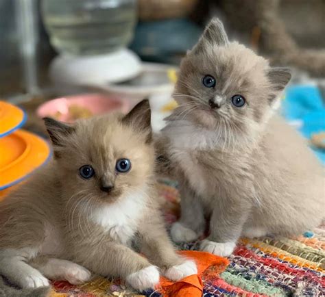 We love our Rag-babies and want to make sure that all of our cats and kittens arrive safely to their new homes. If you have any questions or concerns, no matter how general or specific, we encourage you to give us a call at (573) 291-1957 or send us an e-mail at Kittens@AmericanRagDolls.com.. 