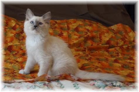 Ragdoll kittens for sale in san antonio. Welcome to MJ’s Ragdolls a Maine Ragdoll Breeder. We are a TICA registered ragdoll cattery located on a small farm in Central Maine, where we raise our Ragdolls lovingly in our home. Our cats are part of our family, and our daily life. When the kittens become old enough to leave our home, they are ready for yours! Being around the family ... 