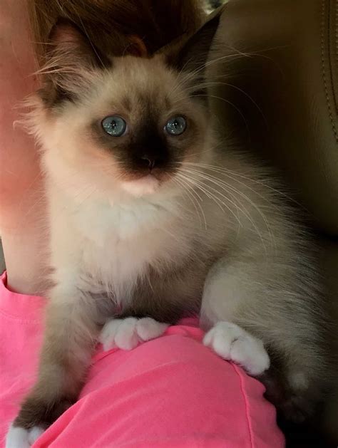 Ragdoll kittens kittens. Things To Know About Ragdoll kittens kittens. 