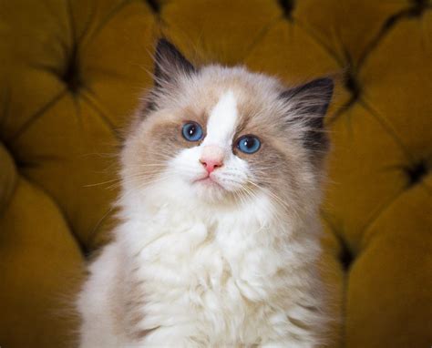 1. Seal Point Ragdoll. Image Credit: Pikist. Seal point Ragdolls have body fur in a warm cream-to-fawn color, which fades into a lighter shade across their tummies and chests. This Ragdoll Cat's .... 
