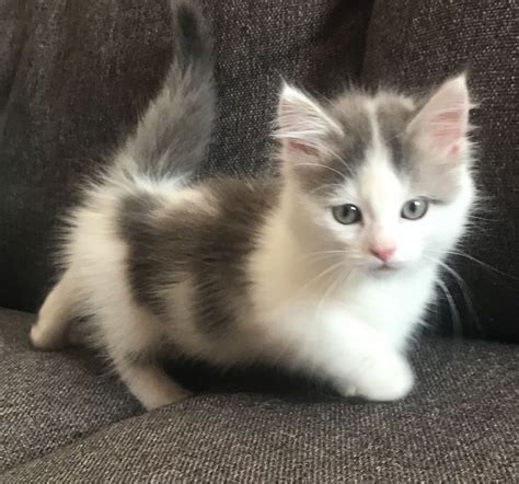 Ragdoll Munchkins And Minuet Kittens. mimunchkinluv member 3 years. Saint Louis, Michigan. Cats and Kittens, Munchkin. We have a Non Standards black male and a blue with cream female (regular/long legged) available.. 