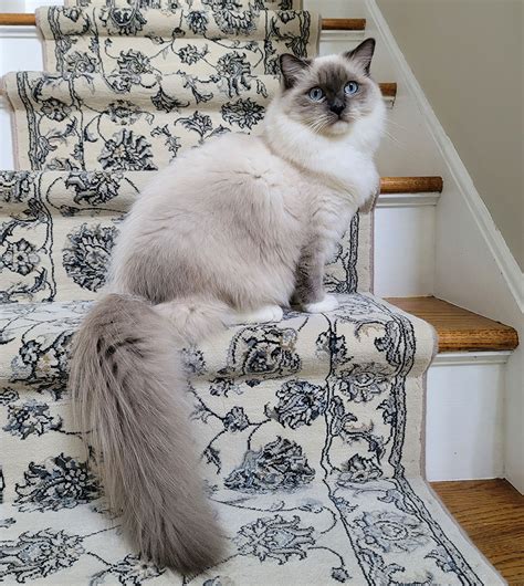 Ragdoll rescue new jersey. Things To Know About Ragdoll rescue new jersey. 