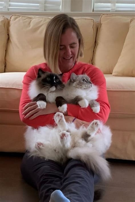 Ragdoll rescues near me. Ragdoll Rescue keeps both unregistered and registered Ragdoll Cats. Therefore if you are trying to find a new friend and use their Facebook page or website, search for Ragdolls in your area. Phone (rescue emergencies only, please): (888) 303-9454 [toll-free] Ragdoll Rescue USA/International Facebook Group. 
