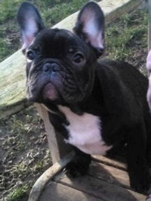 Raglenary French Bulldogs - Champdogs