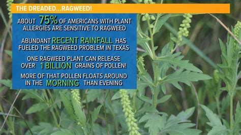 Ragweed pollen count dallas texas. Breathe easy this ragweed season. Respiray has developed an allergy reliever to alleviate the irritating and debilitating health issues caused by airborne allergens for people worldwide. The idea originated from the personal struggles of the company's CEO, who experienced allergies to pollen and pet dander. Full Article. 