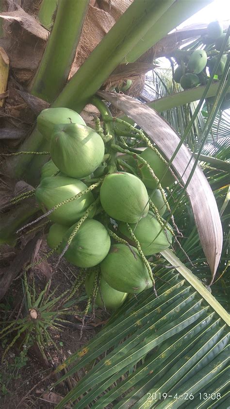 Rahsia Pokok Kelapa Pandan berbuah lebat! - Cikgu Suffi (CS)