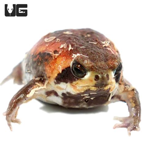 Rain frogs for sale. Things To Know About Rain frogs for sale. 
