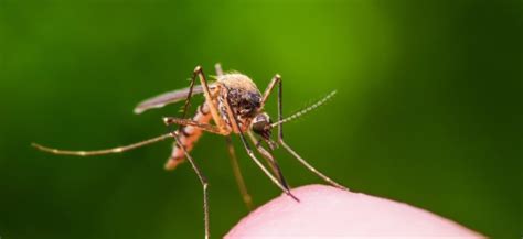 Rain increasing dangers of West Nile virus