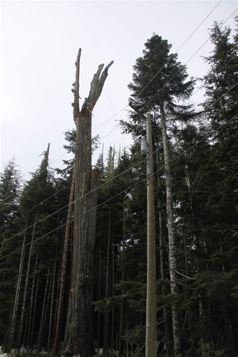 RainCoast Arboriculture Terrace BC