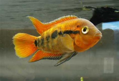 Rainbow Cichlid - TRiN