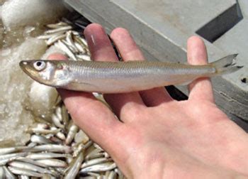 Rainbow Smelt ontario.ca