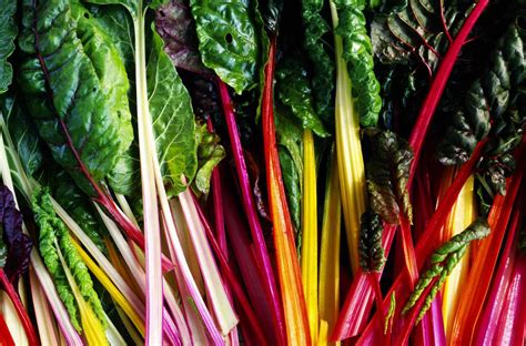 Rainbow chard. Rainbow chard is available year round. Look for fresh green leaves and firm stalks with no signs of wilting or discolouration. Storage. Keep it in a paper bag in the fridge for 2-3 days, or blanch ... 