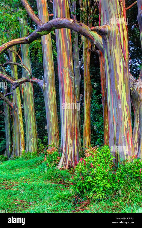 Rainbow eucalyptus trees, Maui, Hawaii - Search - Bing