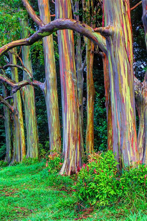 Rainbow eucalyptus wood. Known for its colorful outer bark, fragrant leaves, and height (up to 250 feet!), rainbow eucalyptus trees are truly one of a kind. Even though they look like something out of a magical land or ... 