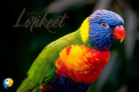 Rainbow lorikeets the complete owners guide on how to care for rainbow lorikeets facts on habitat breeding. - Institut d'art du papier monsa ediciones.