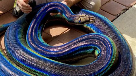 Reticulated pythons have compound geometric patterns with different colors as a distinctive feature. Reticulated pythons have smooth dorsal scales lined up in 69-79 rows along the middle of their body. The reticulated python mouth has powerful jaws that allow it to gobble up any prey more significant than its size.. 