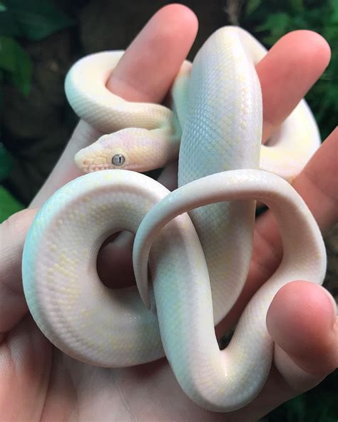 An albino snake is a snake that has a genetic mutation that causes it to lack the melanin pigment in its skin and eyes. Interestingly, albino snakes don’t always exhibit an all-white appearance. Some may have yellow, pink, or cream shades, which can vary based on their breed and genes. To be specific, albinism can occur in many species of .... 