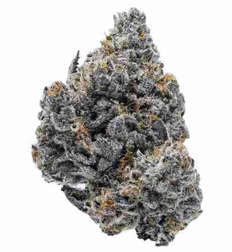 Rainbow Crush is a hybrid weed strain. Reviewers on Leafly say this strain makes them feel euphoric, talkative, and giggly. Rainbow Crush has 27% THC and 1% CBG. The dominant terpene in this strain is myrcene. If you've smoked, dabbed, or otherwise enjoyed this strain, Rainbow Crush, before let us know! Leave a review.. 