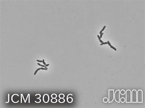 Raineyella antarctica LZ-22 Type strain DSM 100494, ATCC